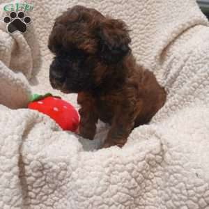 Annie, Toy Poodle Puppy