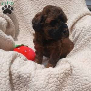 Annie, Toy Poodle Puppy