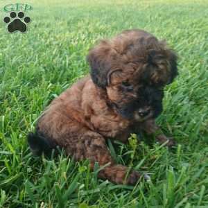 Annie, Toy Poodle Puppy