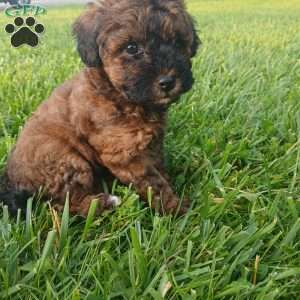 Annie, Toy Poodle Puppy