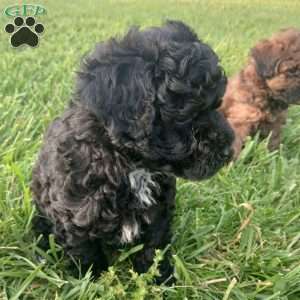 Apollo, Toy Poodle Puppy