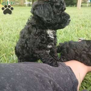 Apollo, Toy Poodle Puppy