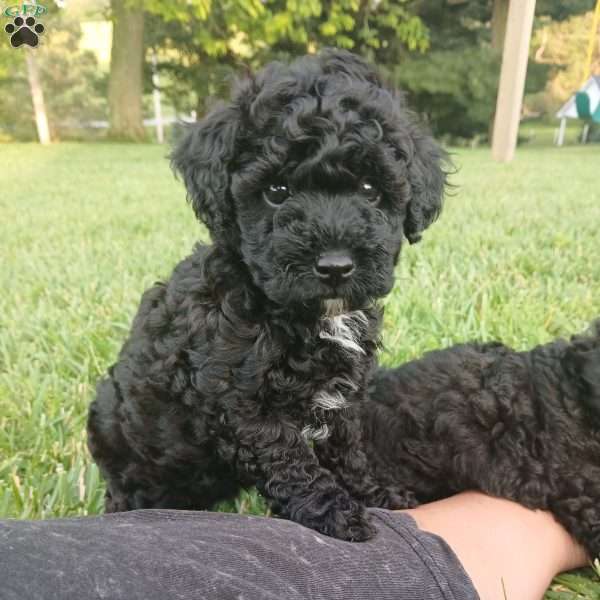 Apollo, Toy Poodle Puppy