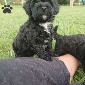 Apollo, Toy Poodle Puppy
