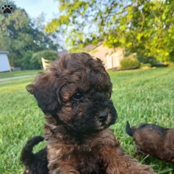 Annie, Toy Poodle Puppy