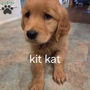 Kit-Kat, Golden Retriever Puppy