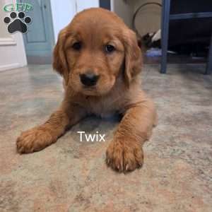 Twix, Golden Retriever Puppy