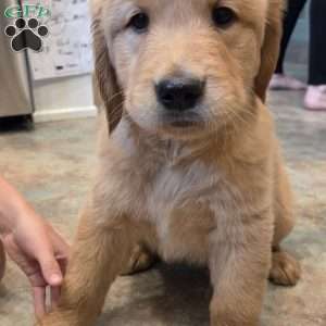 Kit-Kat, Golden Retriever Puppy