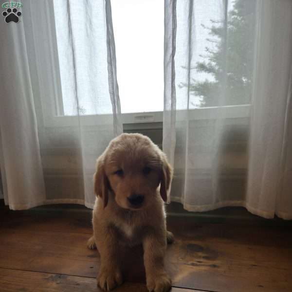 Snickers, Golden Retriever Puppy