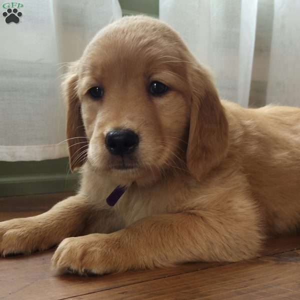 Kit-Kat, Golden Retriever Puppy
