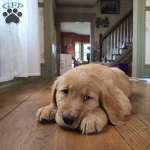 Kit-Kat, Golden Retriever Puppy