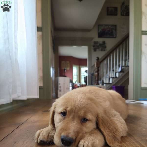 Reeces, Golden Retriever Puppy