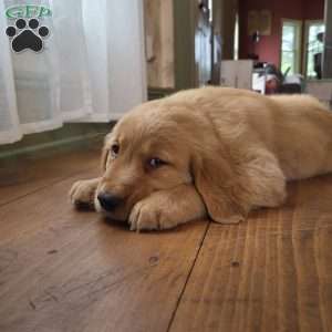 Twix, Golden Retriever Puppy