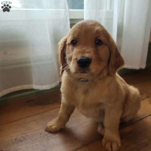 Twix, Golden Retriever Puppy