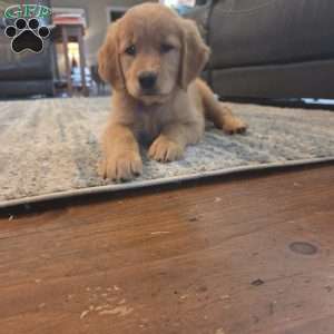 Kit-Kat, Golden Retriever Puppy