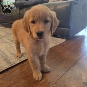 Kit-Kat, Golden Retriever Puppy