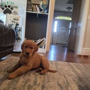 Twix, Golden Retriever Puppy