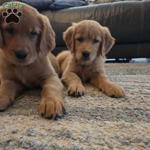Kit-Kat, Golden Retriever Puppy