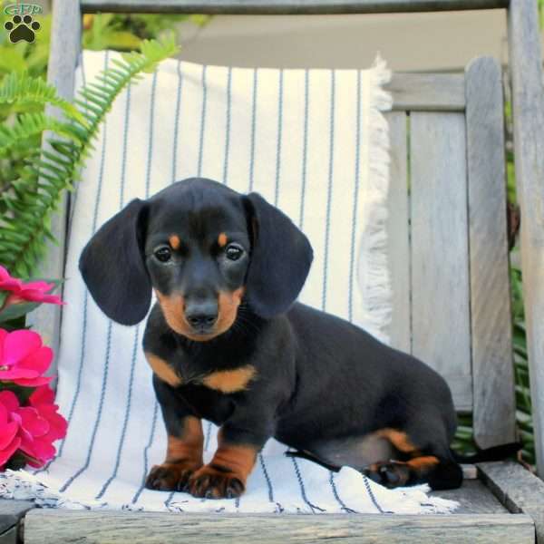 Princess, Dachshund Puppy