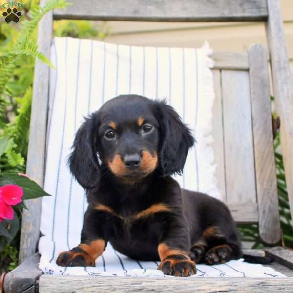 Brooke, Dachshund Puppy