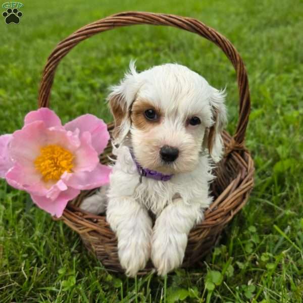Cathy, Cavapoo Puppy