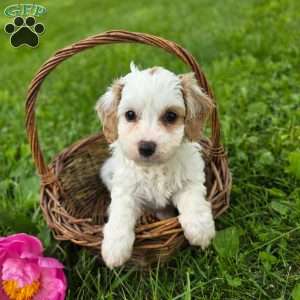 Caroline, Cavapoo Puppy