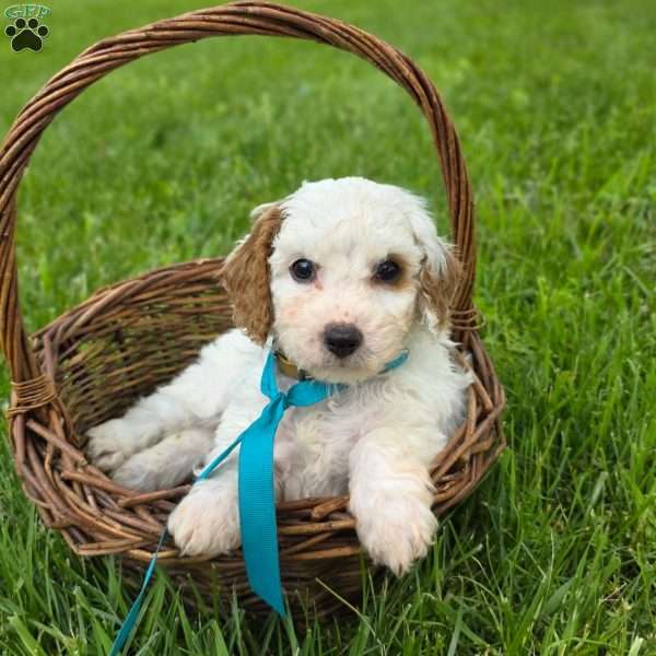 Cody, Cavapoo Puppy