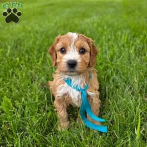 Kevin, Cavapoo Puppy