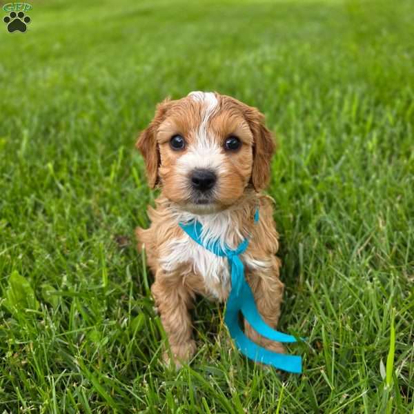 Kevin, Cavapoo Puppy
