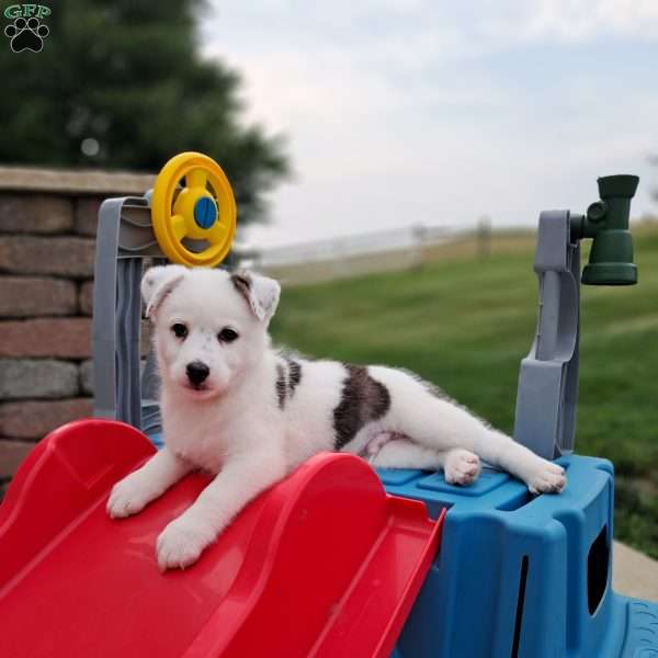Luca miles, Pomsky Puppy