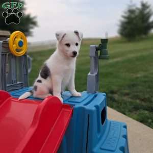 Luca miles, Pomsky Puppy