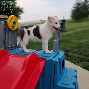 Luca miles, Pomsky Puppy