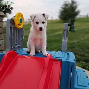 Luca miles, Pomsky Puppy