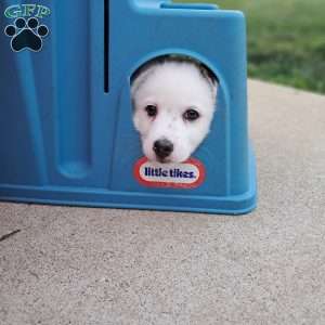 Luca miles, Pomsky Puppy
