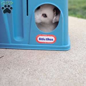 Luca miles, Pomsky Puppy