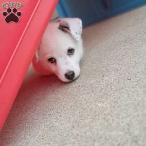 Luca miles, Pomsky Puppy