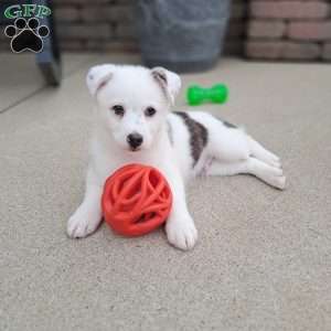 Luca miles, Pomsky Puppy
