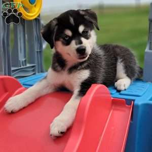 max, Pomsky Puppy