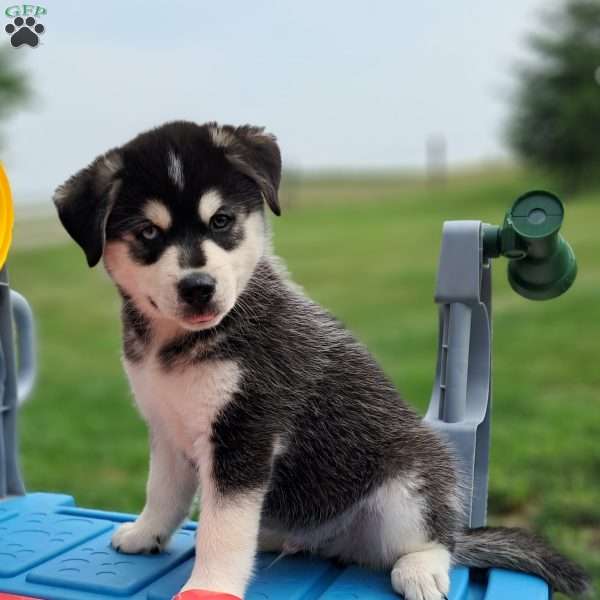 max, Pomsky Puppy