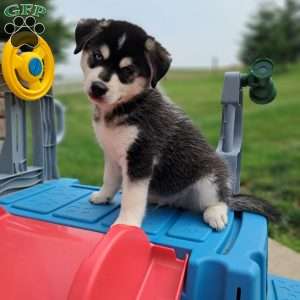 max, Pomsky Puppy