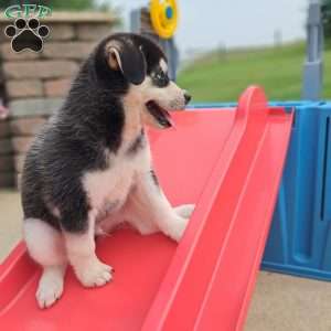max, Pomsky Puppy