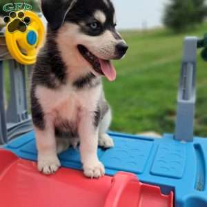 max, Pomsky Puppy