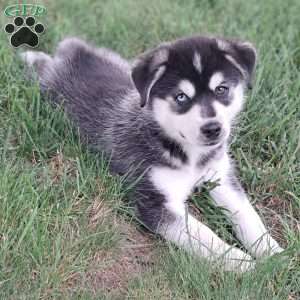 max, Pomsky Puppy