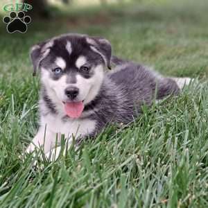 max, Pomsky Puppy