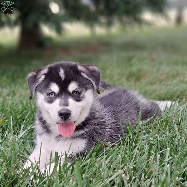 max, Pomsky Puppy