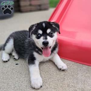 max, Pomsky Puppy