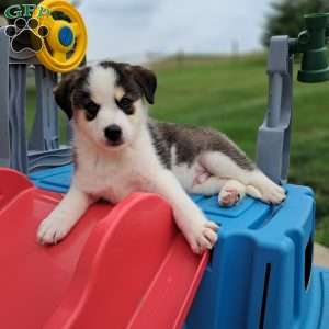 Porter, Pomsky Puppy