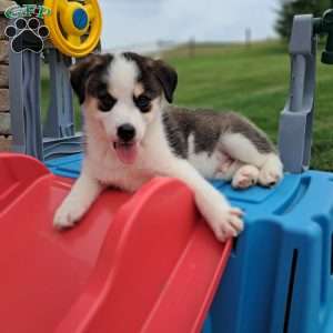 Porter, Pomsky Puppy
