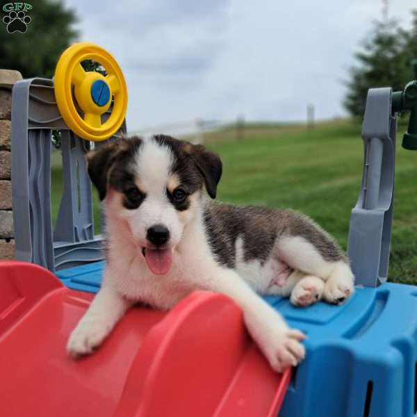 Porter, Pomsky Puppy