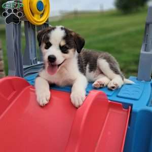 Porter, Pomsky Puppy